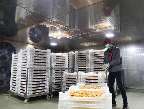 紅薯飄香脫貧路 加工增值產業興——廣西融安的鄉村振興實踐